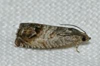Cydia splendana