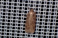 Depressaria