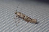 Cedestis subfasciella