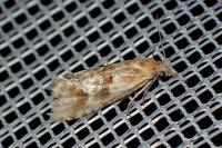 Cochylimorpha straminea/alternana