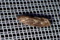 Zeiraphera griseana
