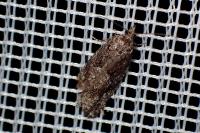 Zeiraphera griseana
