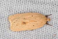 Agonopterix kaekeritziana
