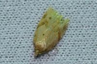 Acleris ferrugana/notana