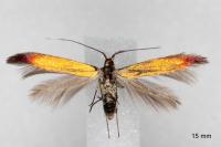 Coleophora trifolii