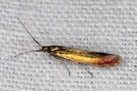 Coleophora trifolii