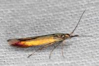 Coleophora trifolii