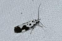 Ethmia quadrillella