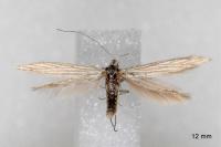 Coleophora struella