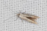 Coleophora struella