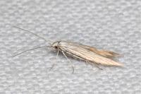Coleophora struella