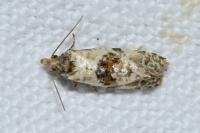 Neocochylis molliculana
