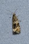 Celypha lacunana