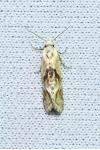 Cochylimorpha straminea