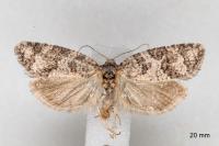 Cnephasia stephensiana