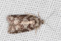Cnephasia stephensiana