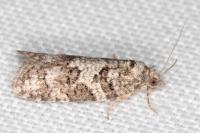 Cnephasia stephensiana