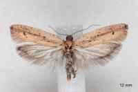Ypsolopha ustella