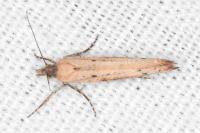 Ypsolopha ustella