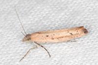 Ypsolopha ustella