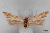 Metzneria ehikeella