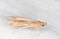Metzneria ehikeella