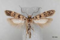 Bryotropha domestica
