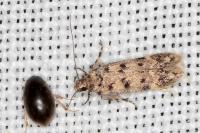 Bryotropha domestica