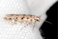 Bryotropha domestica