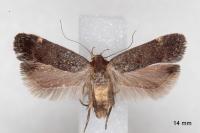 Anacampsis scintillella