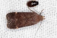 Anacampsis scintillella