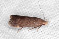 Anacampsis scintillella