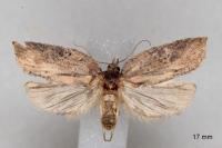 Acleris hastiana