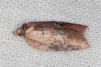 Acleris hastiana