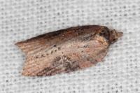 Acleris hastiana