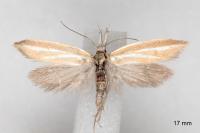 Pleurota tabelli