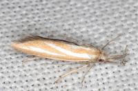 Pleurota tabelli