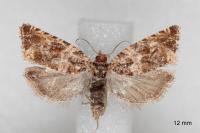 Celypha cespitana