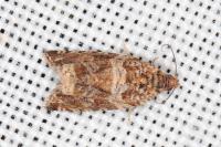 Celypha cespitana