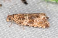 Celypha cespitana