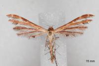 Oxyptilus laetus
