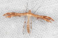 Oxyptilus laetus