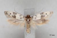 Enolmis acanthella