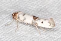 Enolmis acanthella
