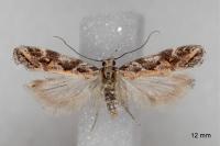 Ornativalva pseudotamariciella
