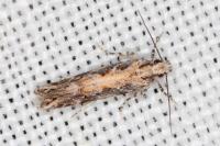 Ornativalva pseudotamariciella