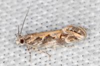 Ornativalva pseudotamariciella