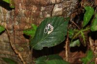 Stigmella aurella