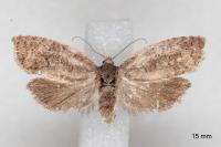 Cnephasia ecullyana