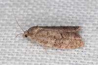 Cnephasia ecullyana